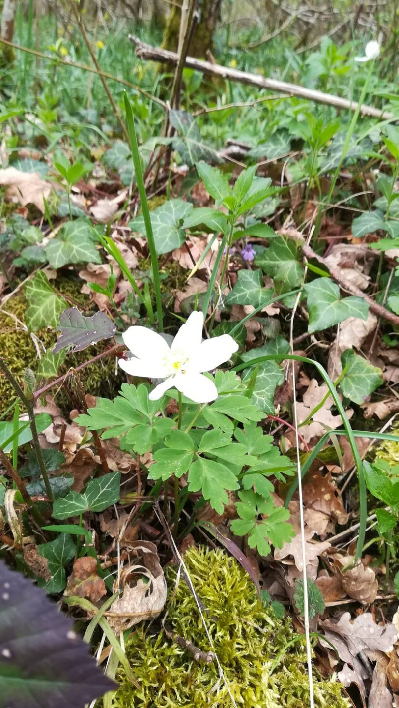 Annexe IMG_20180408_150740.jpg