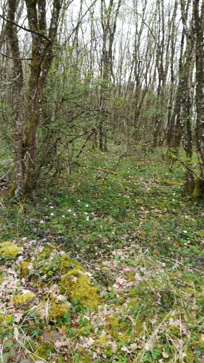 Annexe IMG_20180408_150813.jpg