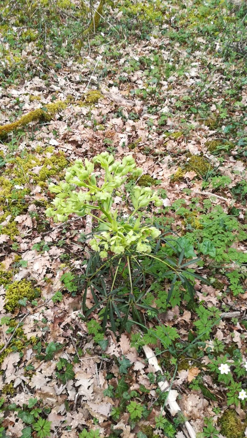 Annexe IMG_20180408_151451.jpg