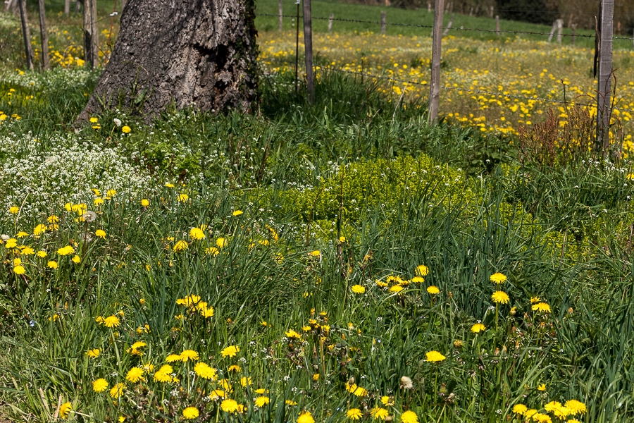 Annexe BIODIVERSITE.jpg