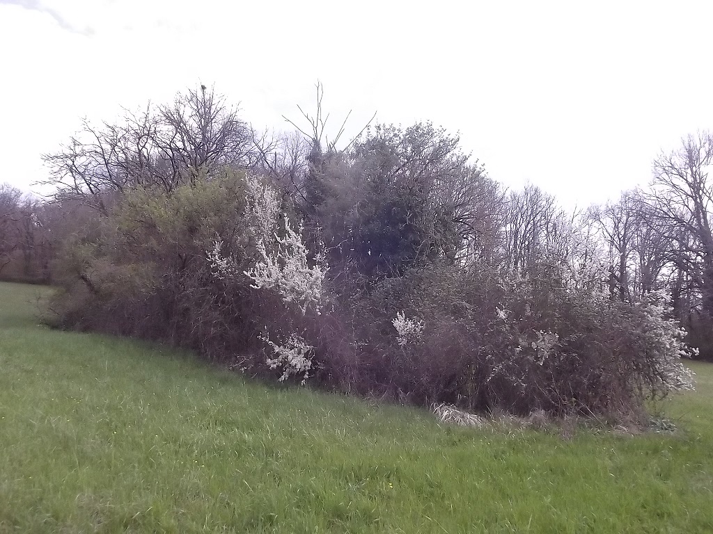 Annexe haie libre.jpg