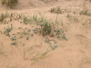 Annexe Bord de plage sud vendéen , 10042018.jpeg