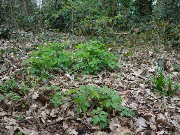 Annexe DSC08066-.JPG