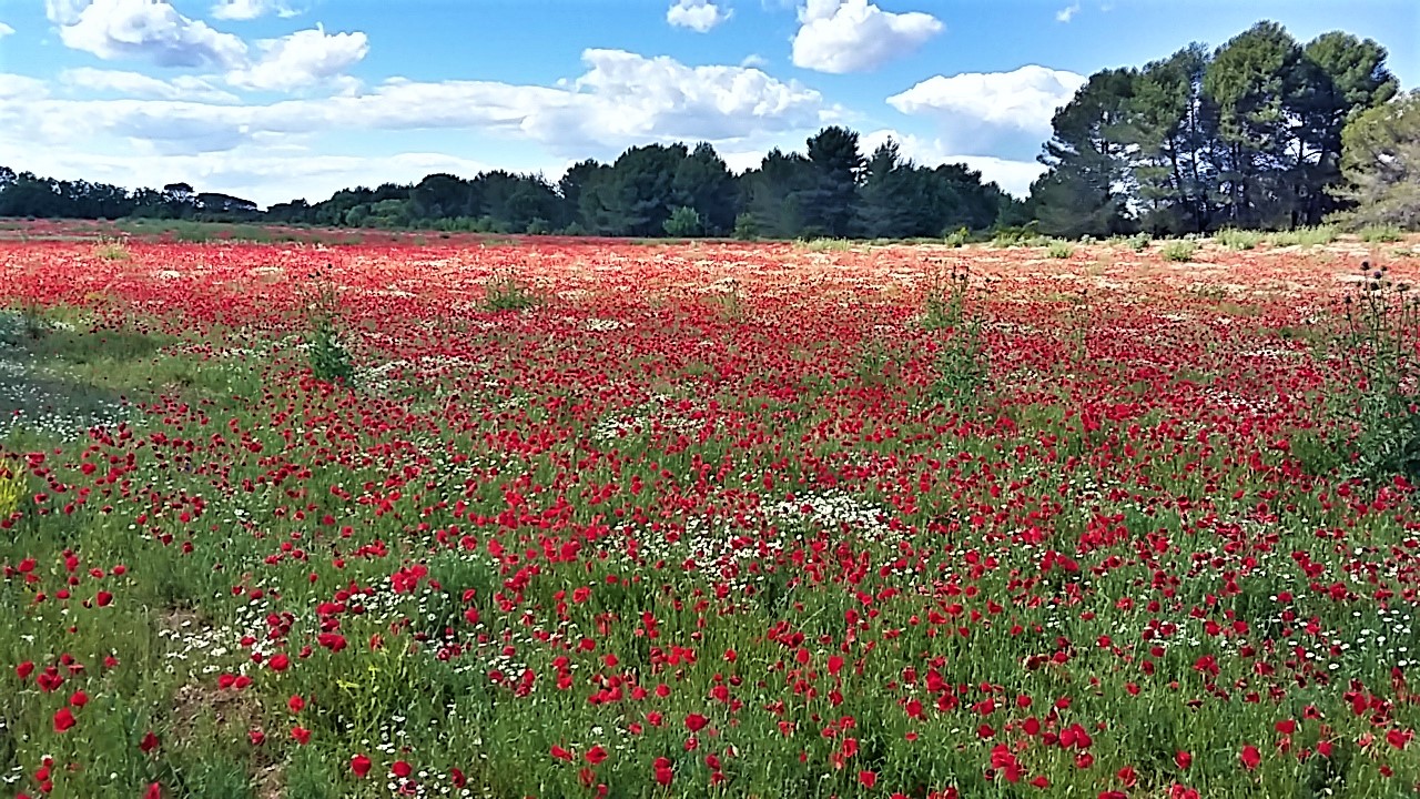 Annexe Coquelicot2.jpg