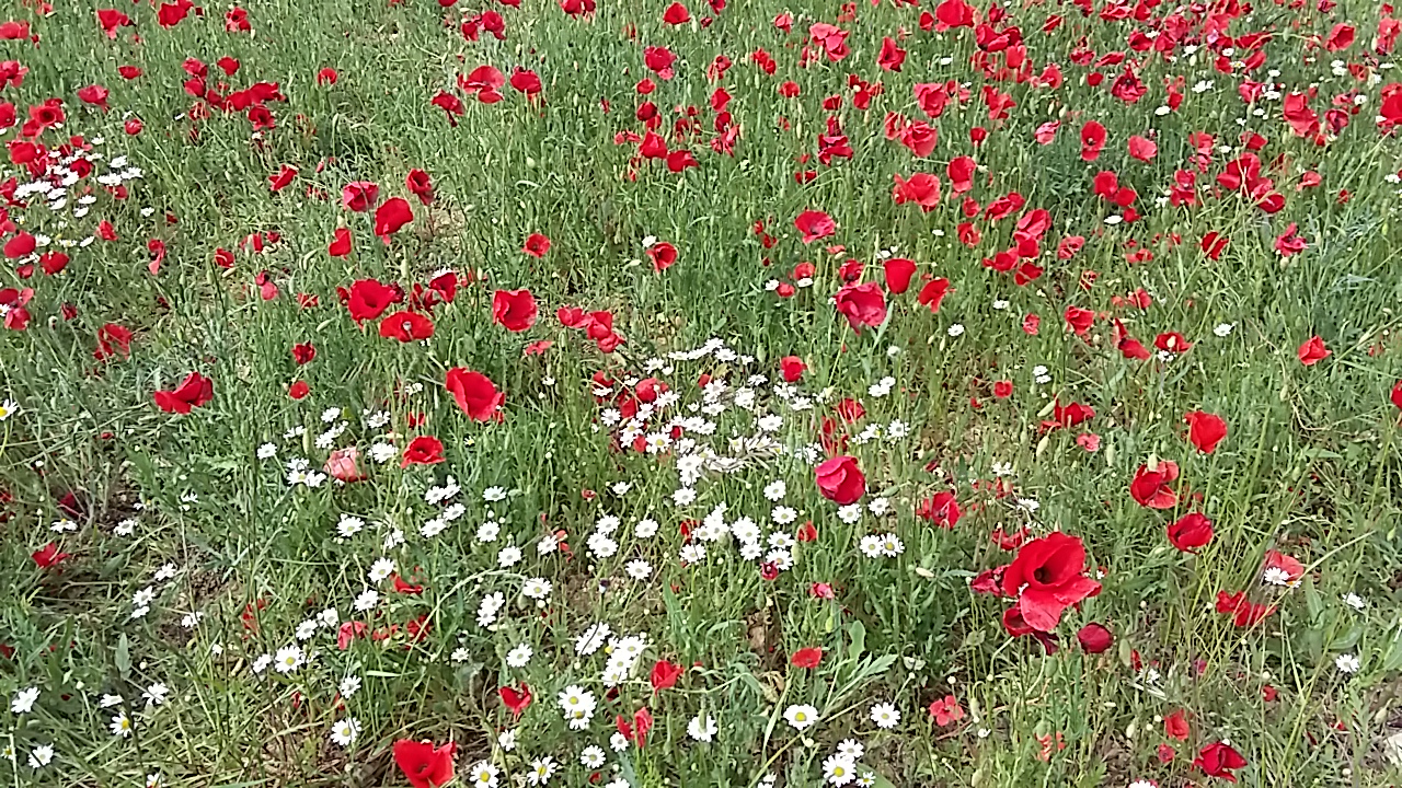 Annexe coquelicot3.jpg