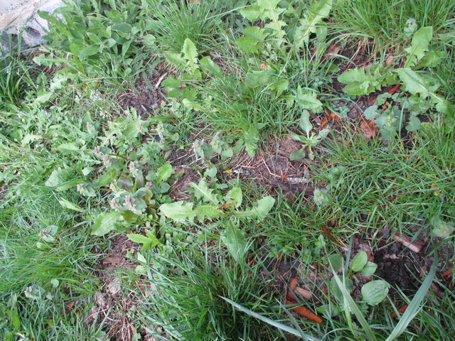 Annexe biodiversité.JPG