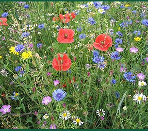 Annexe Champ sauvage.jpg