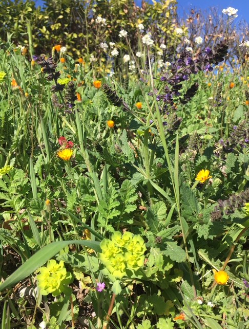 Annexe Gros plan A .jpeg