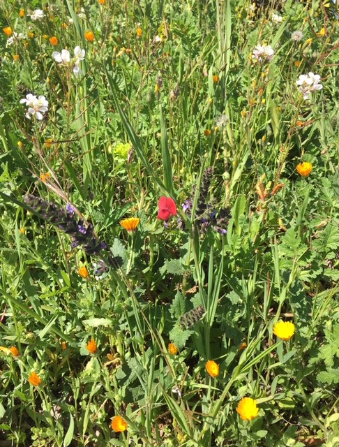 Annexe Gros plan B.jpeg