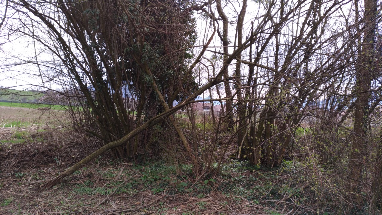 Annexe biodiversité.jpg