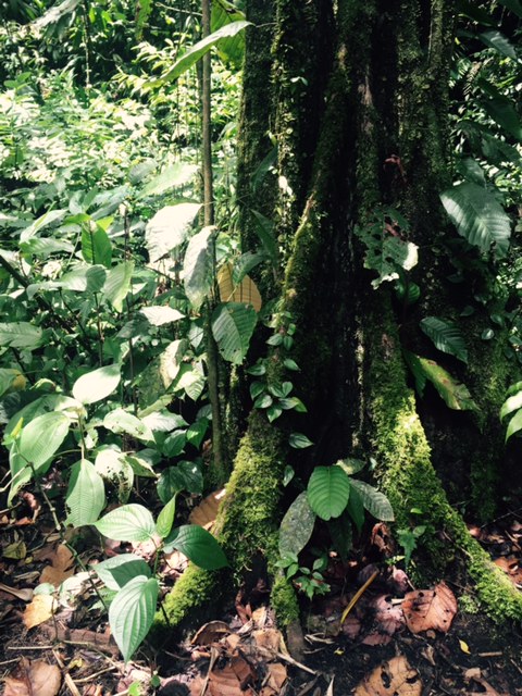 Annexe Acomat boucan et aplinias.jpg