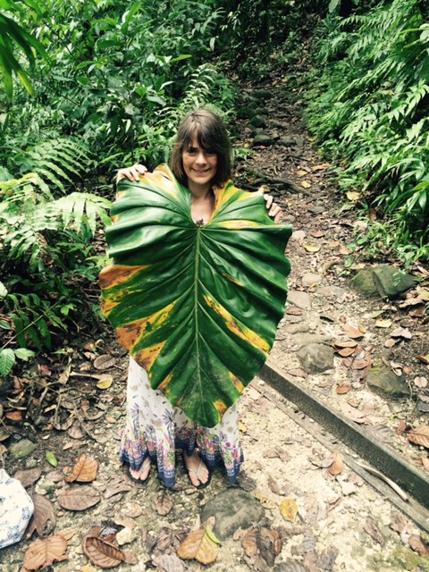 Annexe Feuille de siguine blanche ou philodendron giganteum.jpg