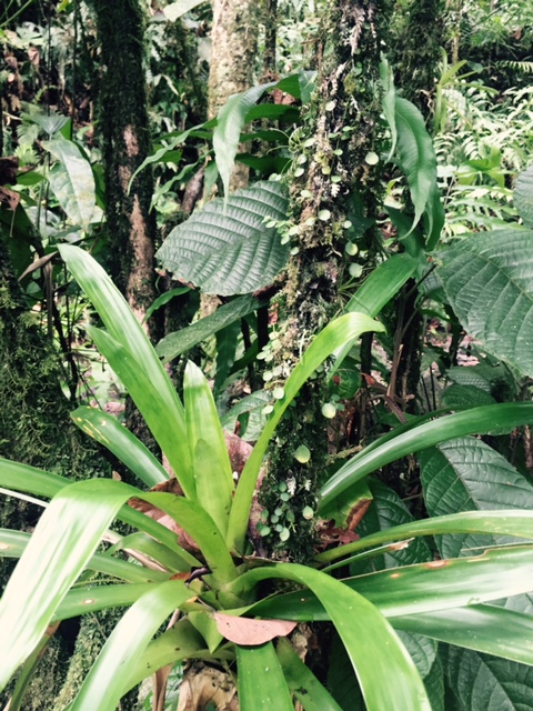 Annexe Orchidée et alpinias.jpg