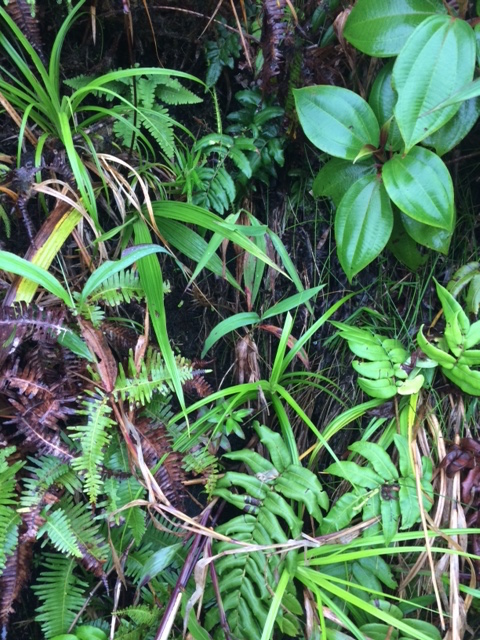 Annexe biodiversité guadeloupe.JPG
