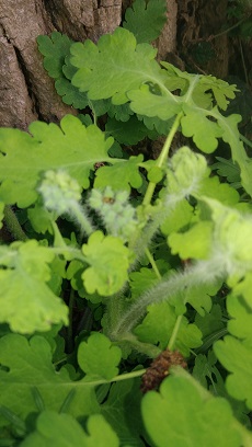 Annexe Grande chélidoine fleur 2.jpg