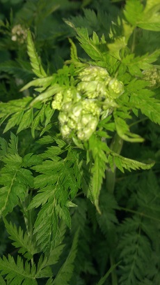 Annexe cigue tachetée  fleur  1 bis.jpg