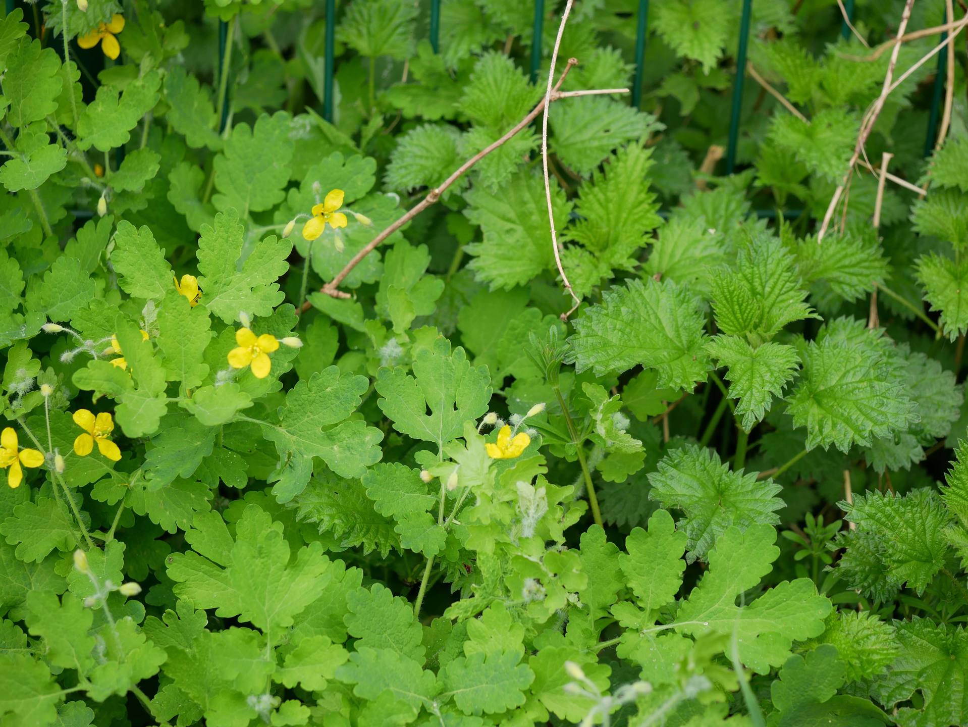 Annexe cheělidoine herbe aĚ verrues et ortie 0 vreduite.jpg
