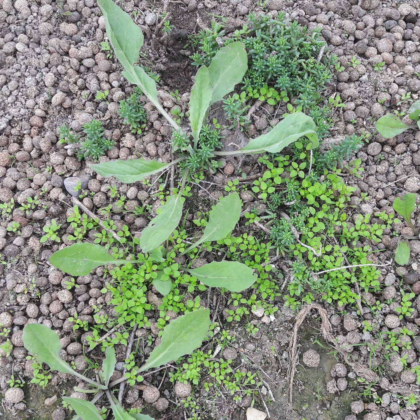 Annexe biodiversité -Villeneuve-lès-Maguelone.jpg