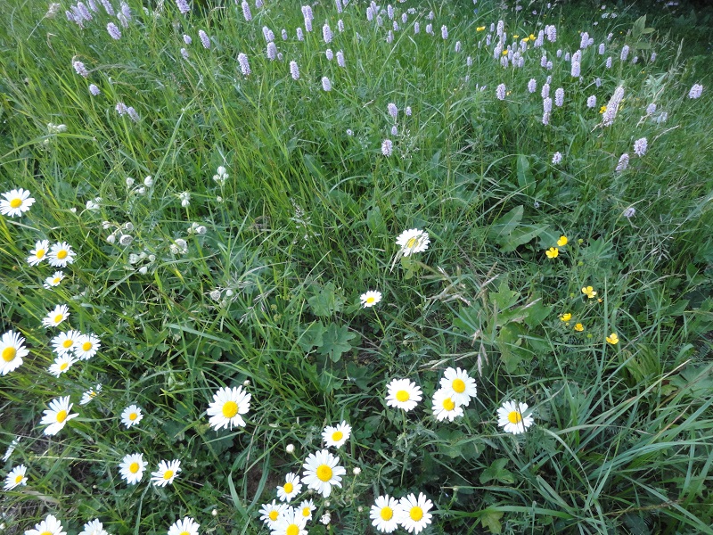 Annexe marguerite, astrance, renouée bistorte - Copie.JPG