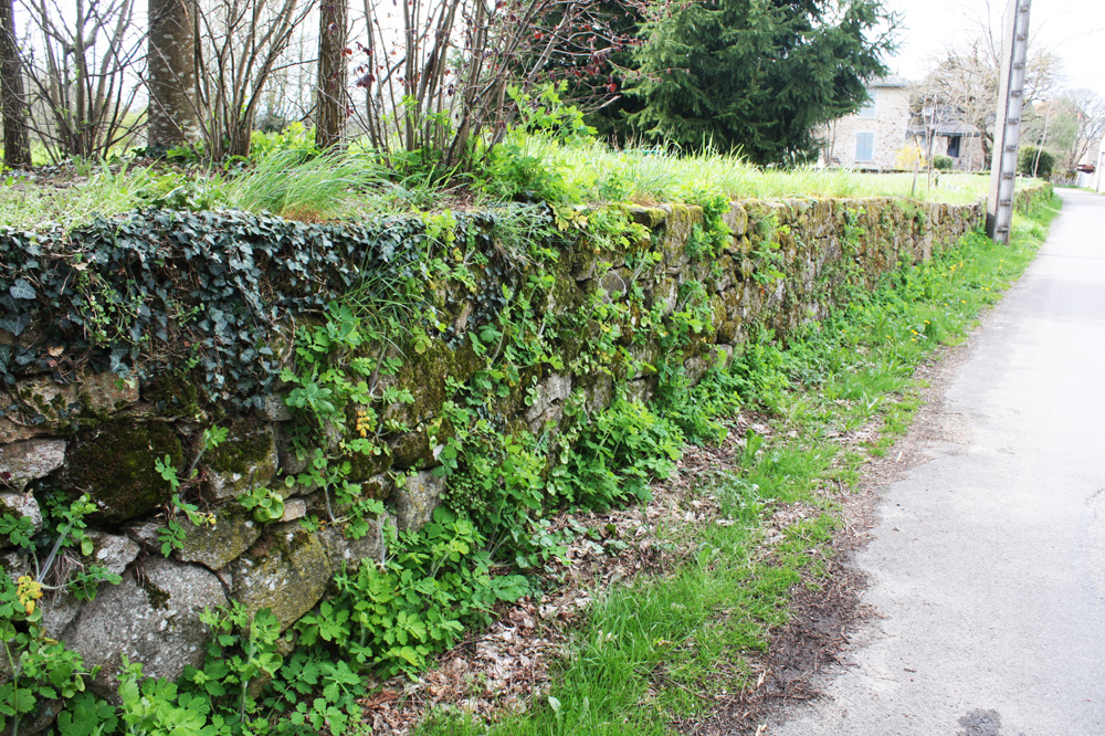 Annexe flore-de-muret1.jpg