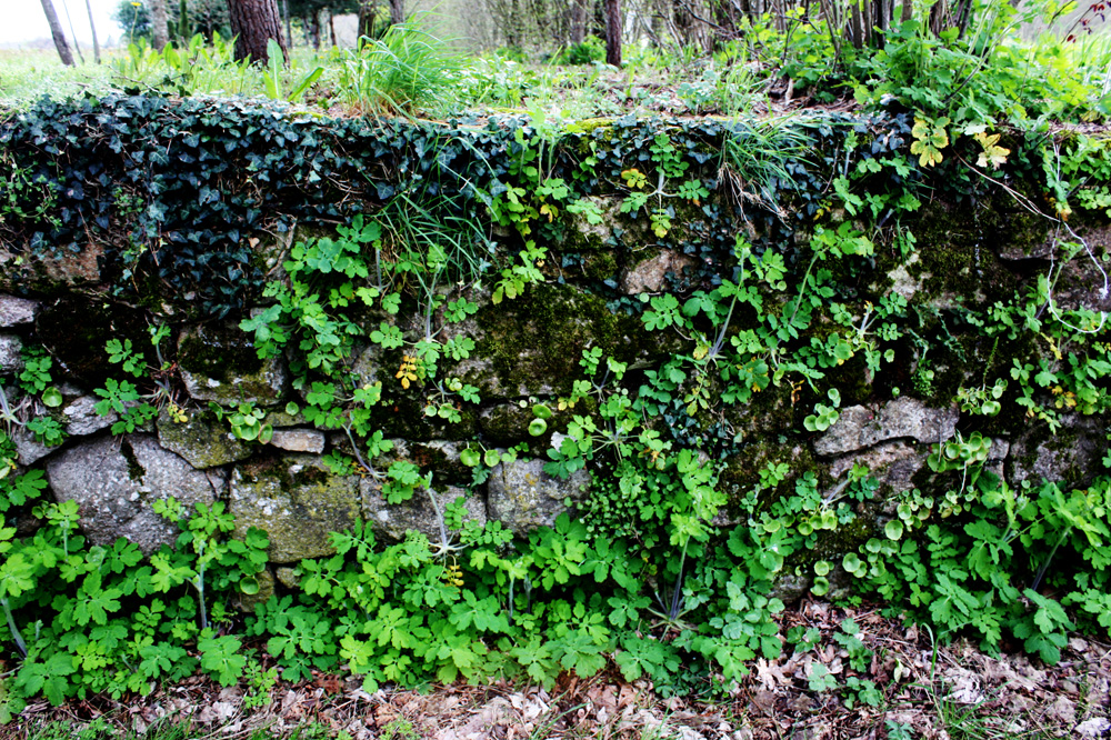 Annexe flore-de-muret2.jpg