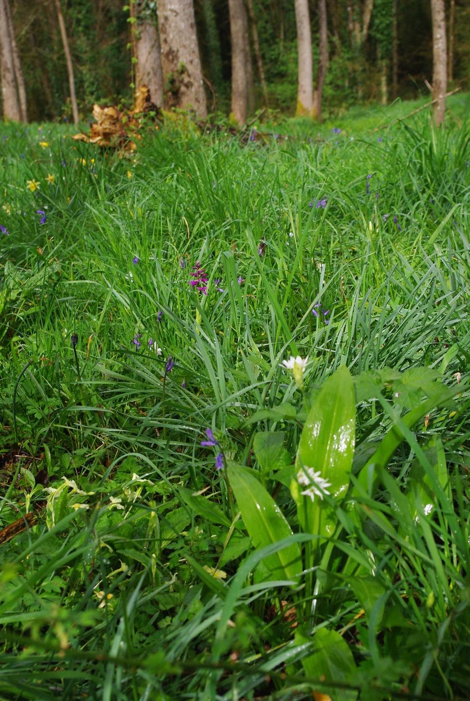 Annexe biodiversité sous bois vallée du gouët.JPG