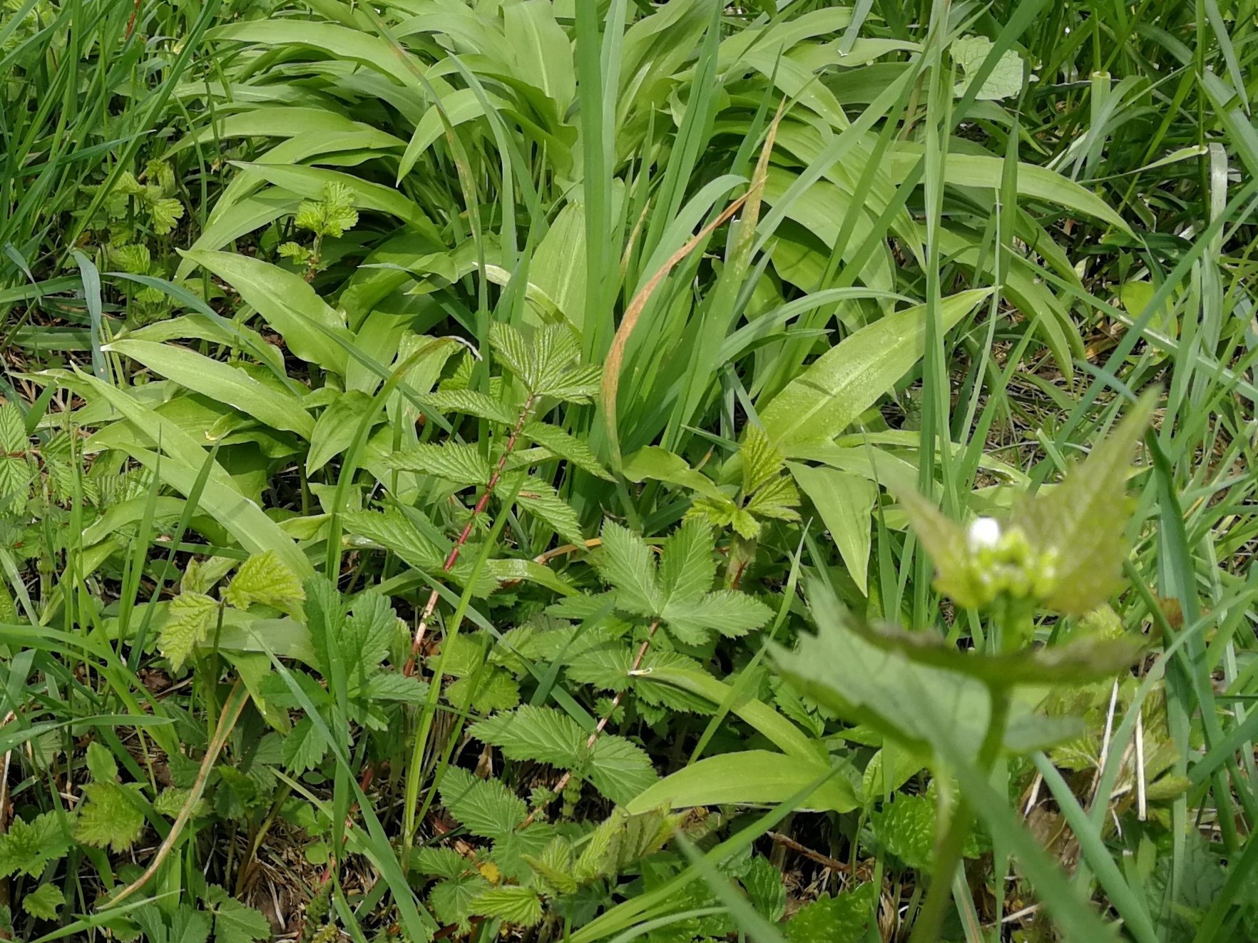 Annexe Marais de Lavours.jpg