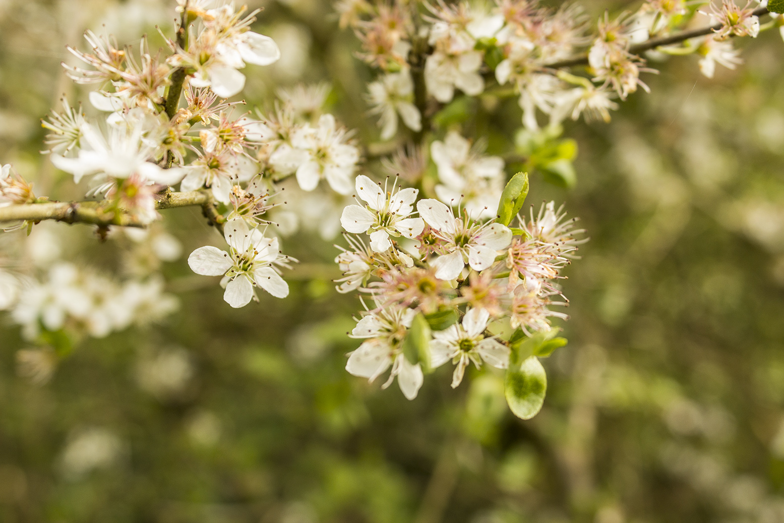 Annexe arbuste-b1.jpg