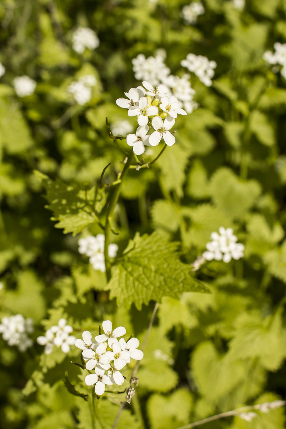 Annexe plante-blanche-2.jpg