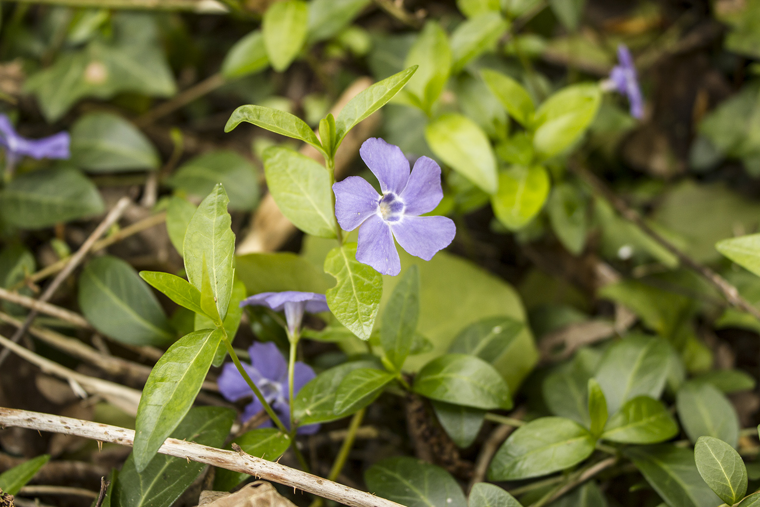 Annexe plante-violette.jpg
