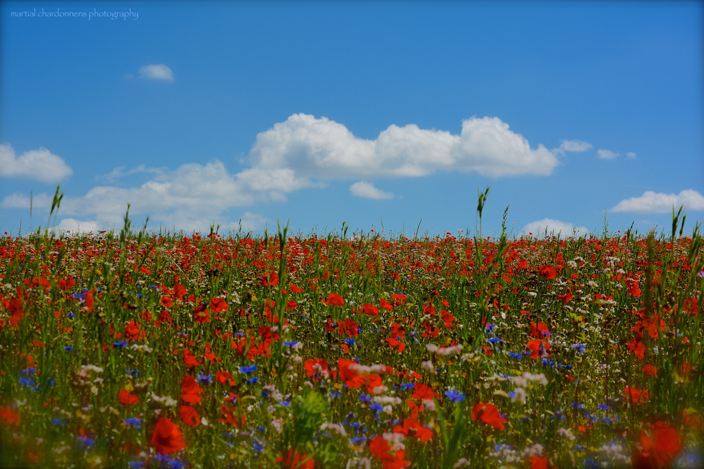 Annexe 14784024457_4f206e8f5f_b.jpg