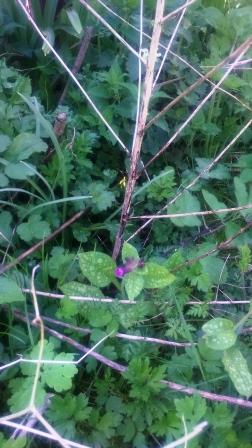 Annexe Biodiversité cachéé.JPG