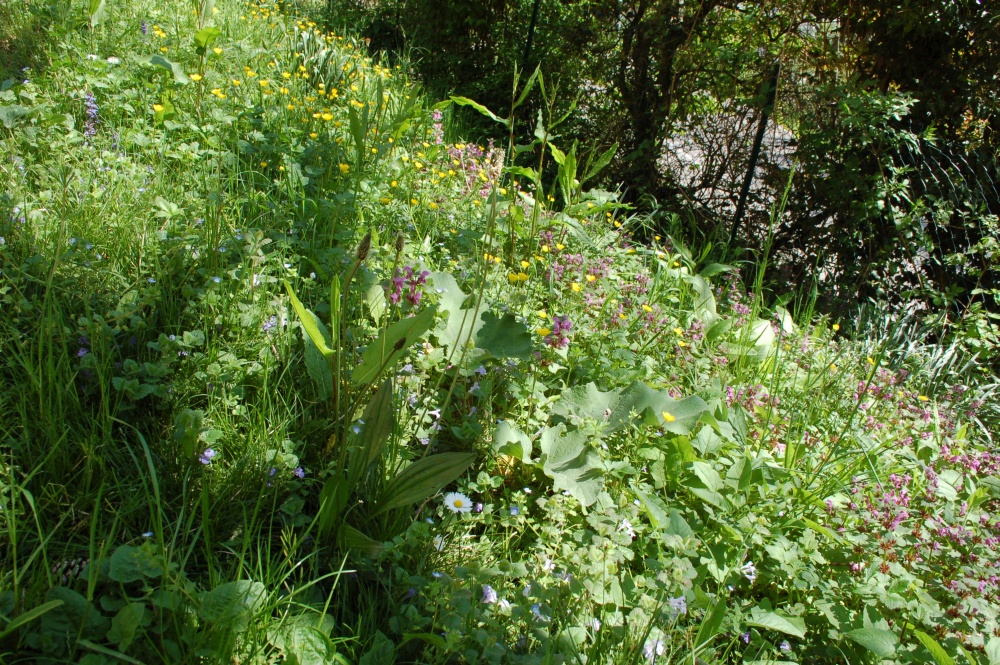 Annexe Diversité parc Rochasson.JPG