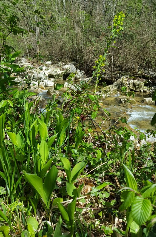 Annexe 20180417_152908b.jpg