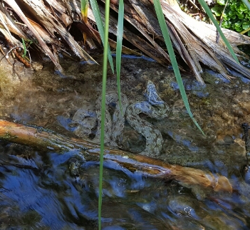 Annexe 20180417_153102b.jpg