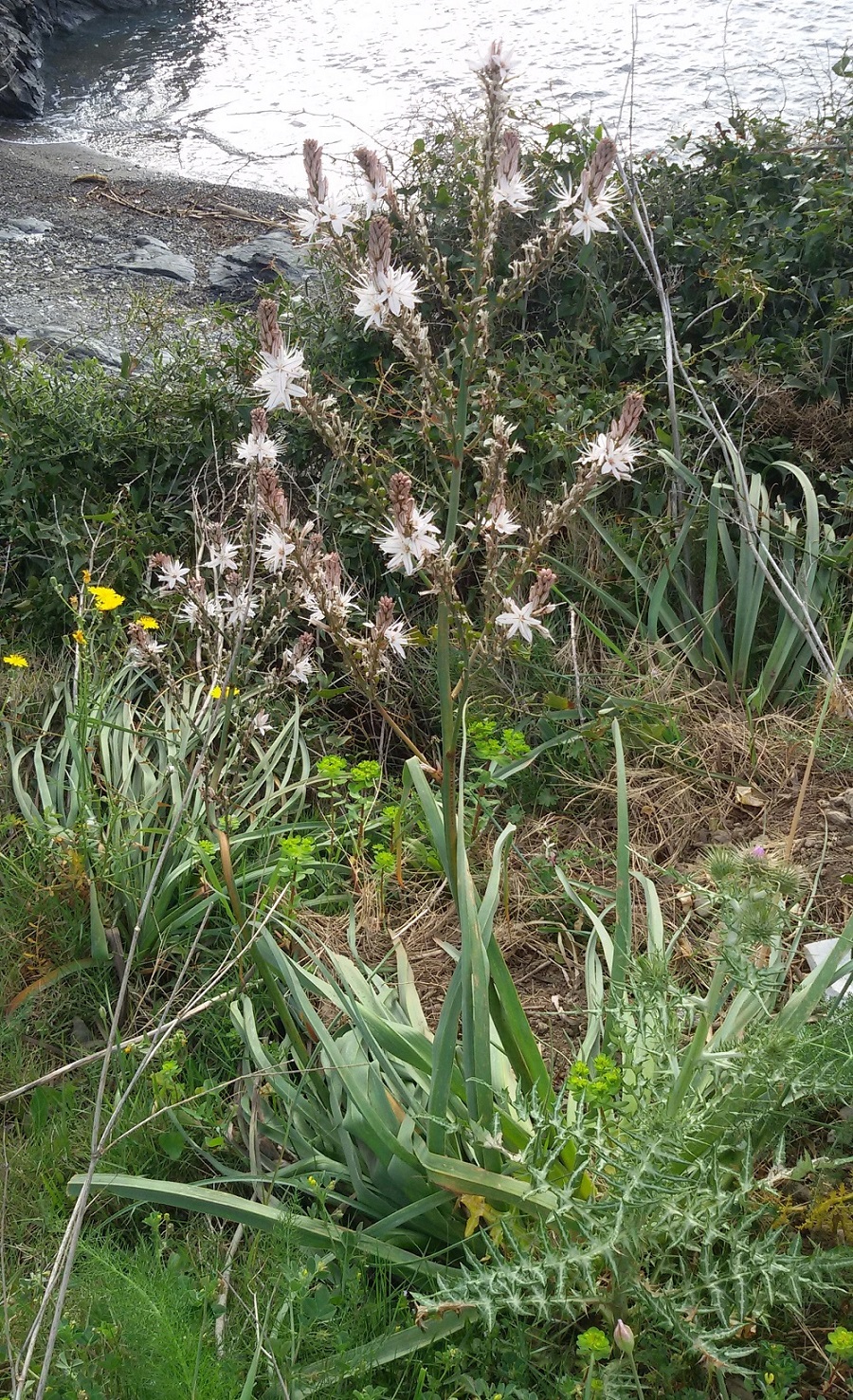 Annexe Anse de Paulilles.jpg