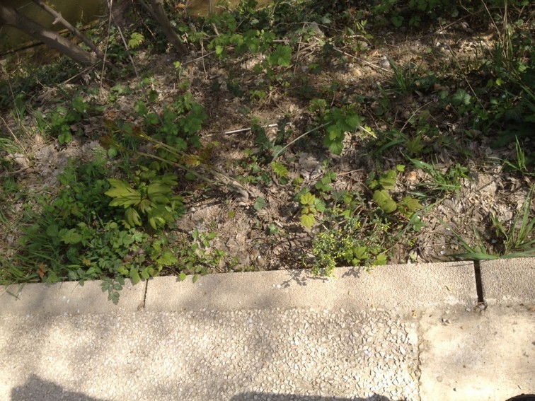 Annexe Biodiversité 2.jpg