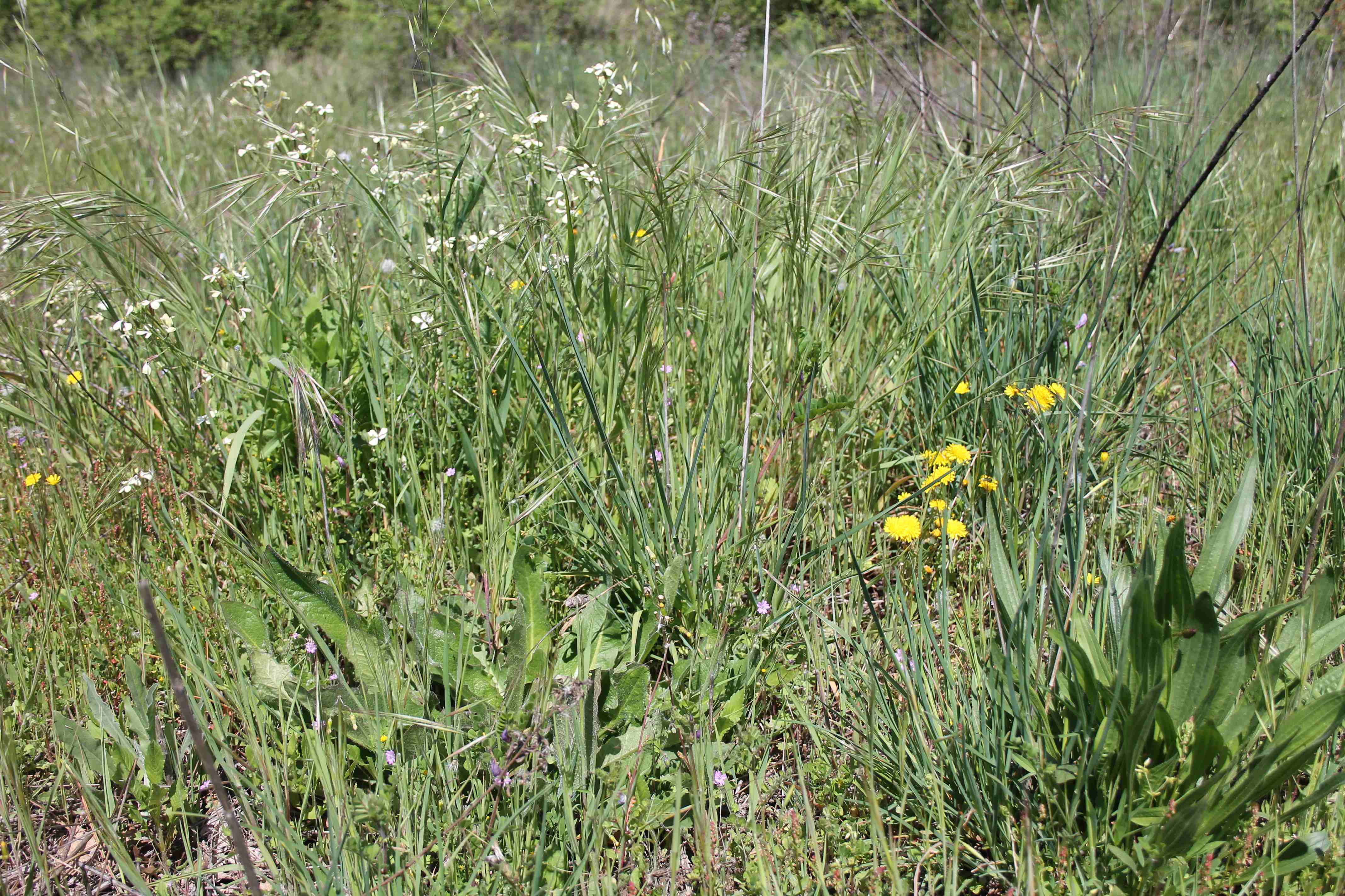 Annexe web biodiversité.jpg
