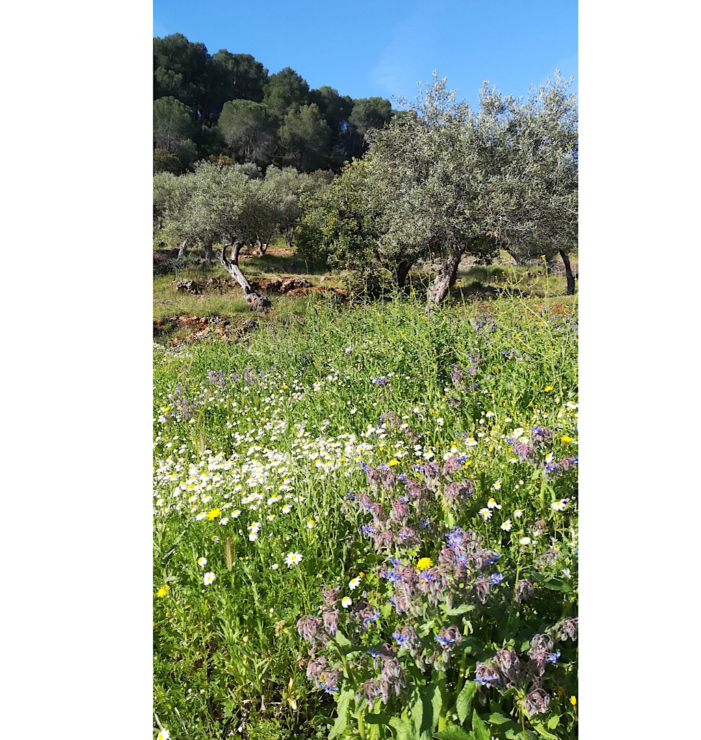 Annexe Sierra Blanca - Costa Del Sol - ANdalousie, Espagne.jpeg