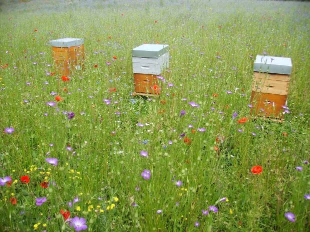 Annexe biodiversite.jpg