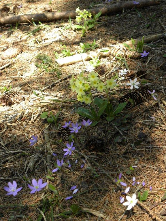 Annexe Sous-bois au printemps.jpg
