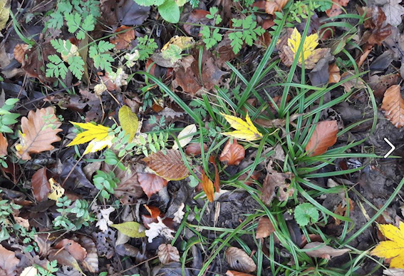 Annexe forêt Meudon.png