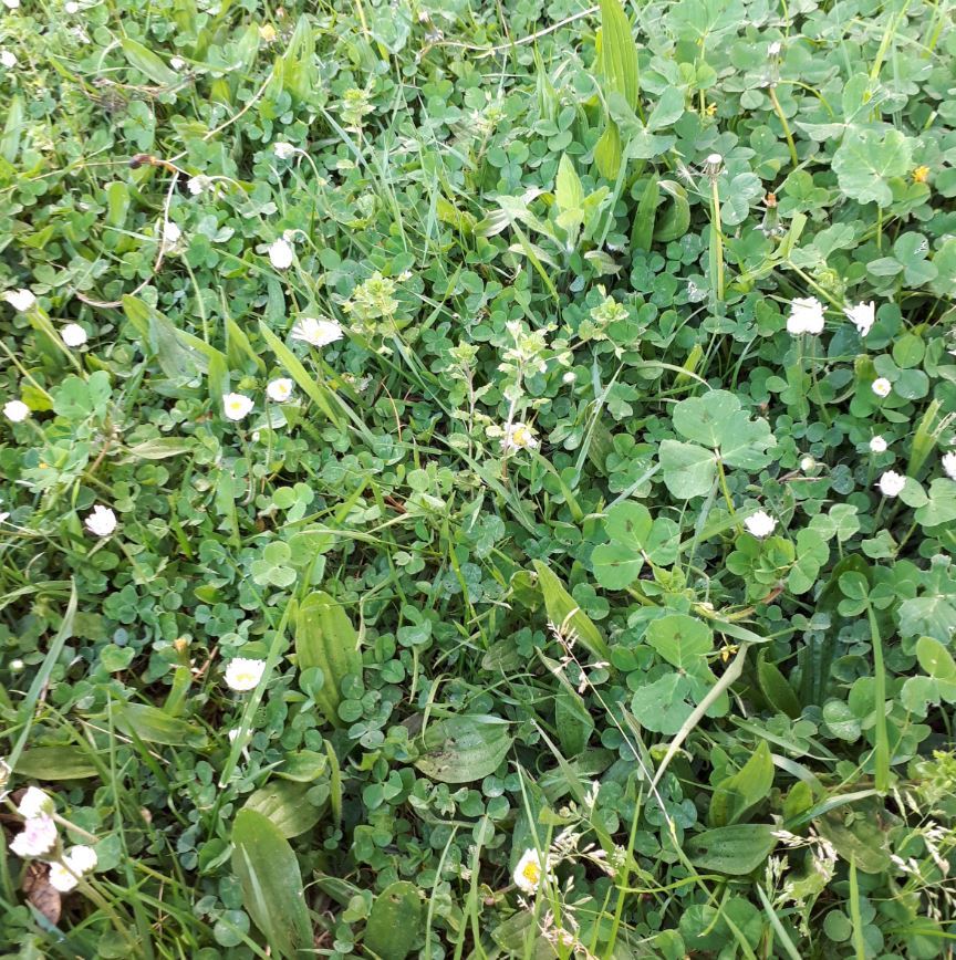 Annexe PELOUSE URBAINE LOIRET.JPG