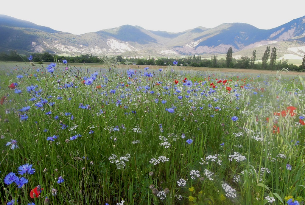 Annexe biodiversité le retour....jpg