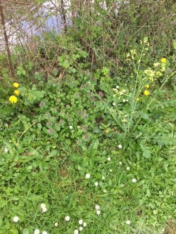 Annexe bords de Sèvre.jpg