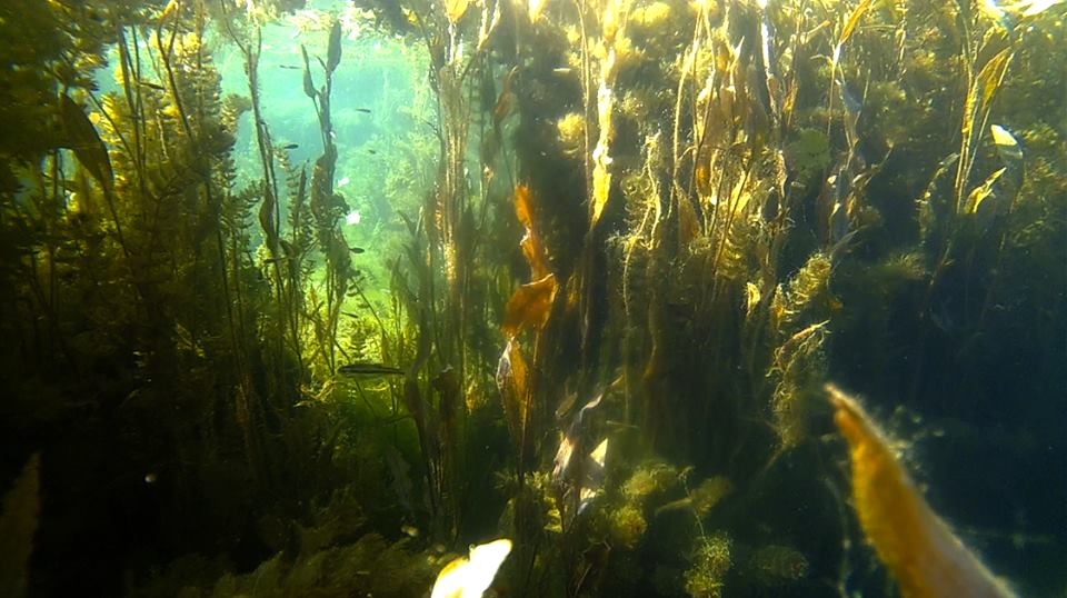 Annexe EAUX DU GARDON.jpg