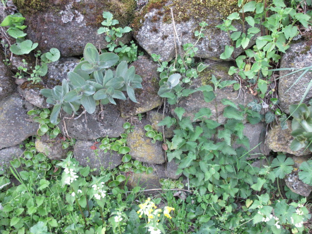 Annexe Vieux mur (3).JPG