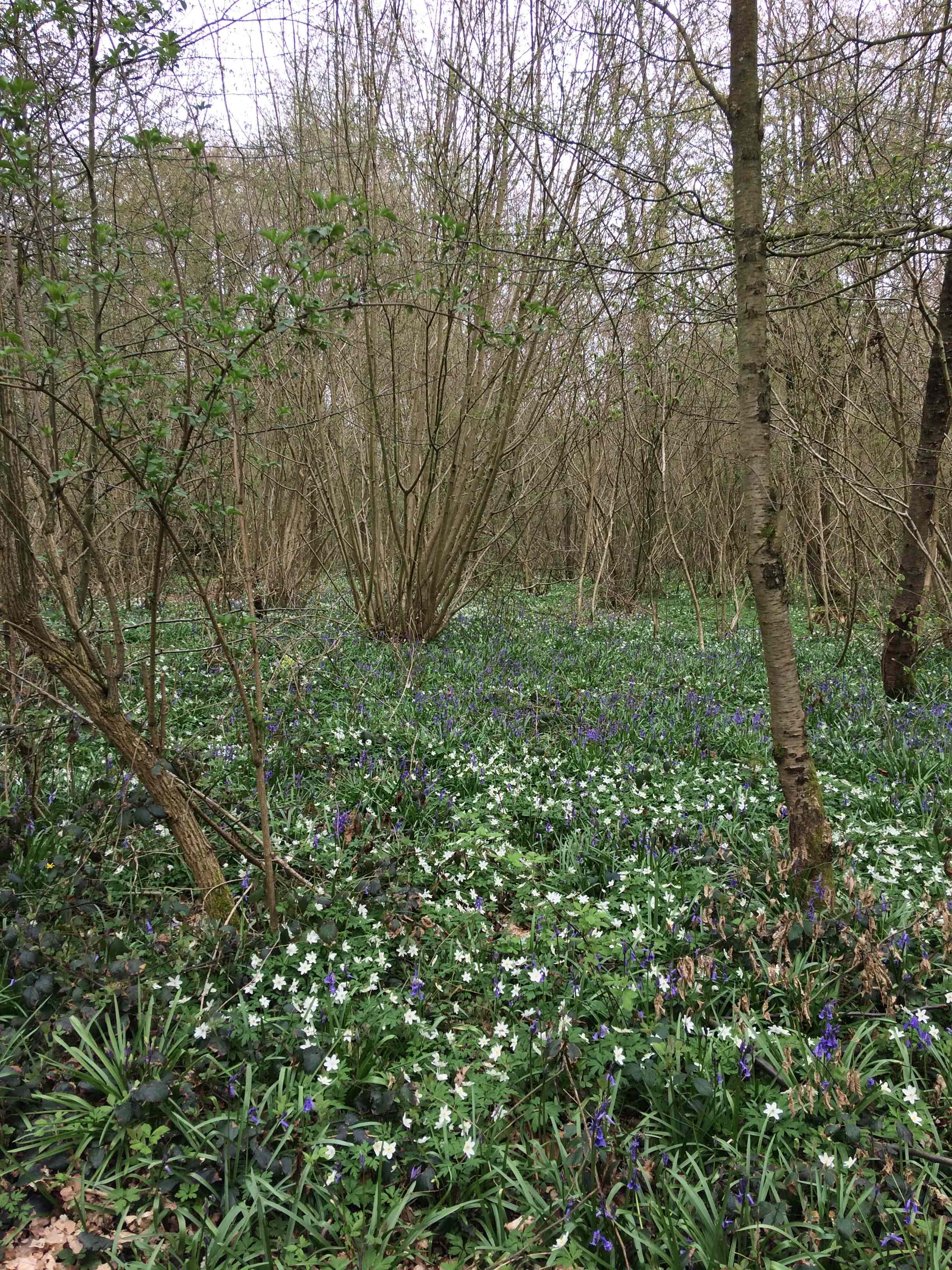 Annexe Anémone Jacinthe.jpg