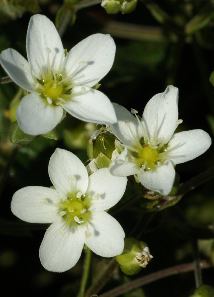 Annexe arenaria controversa.jpg