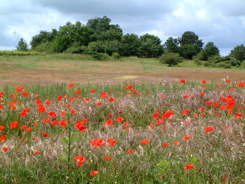 Annexe biodiversité.jpg